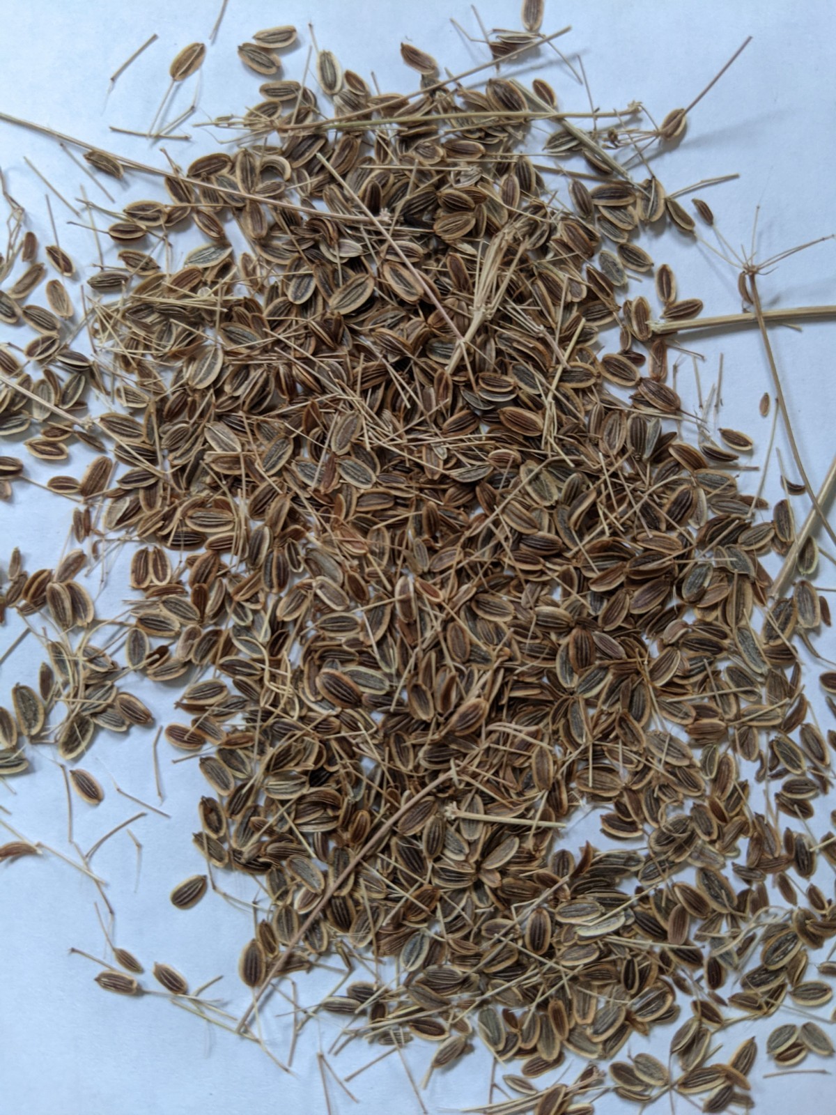 Heirloom Mammoth Dill, 100 seeds, organic