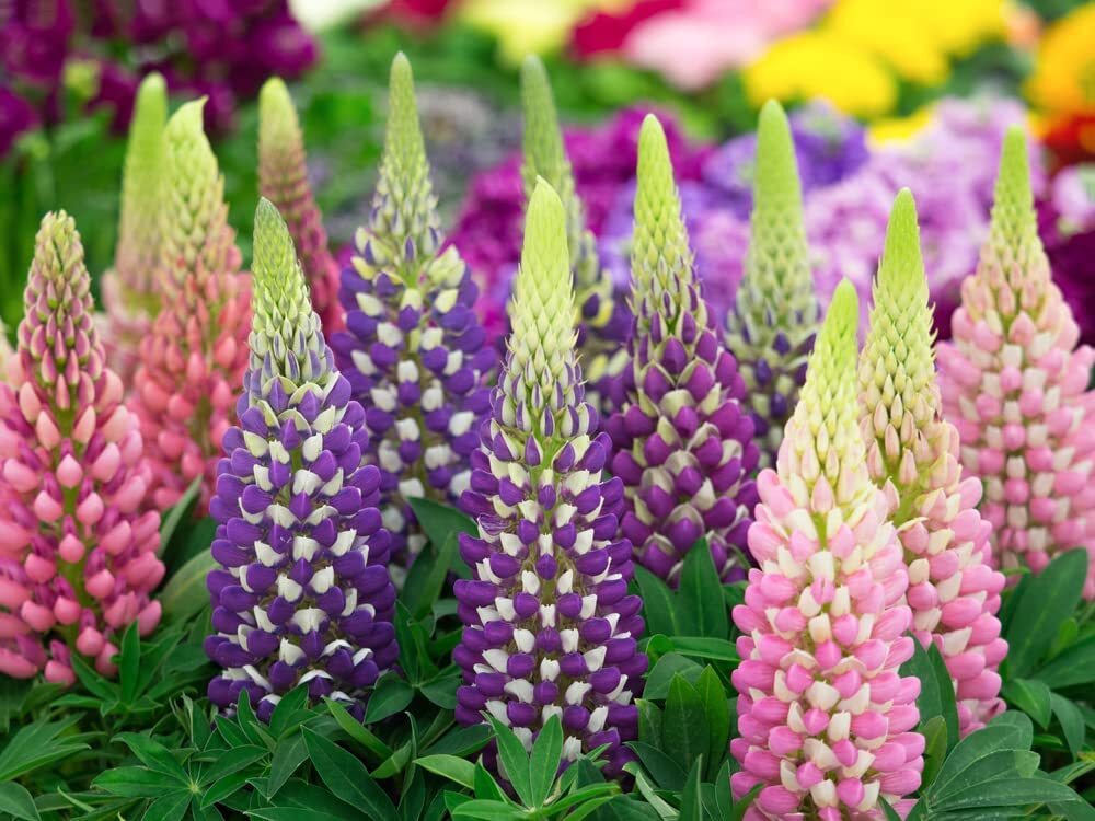 Russell Lupine Flower Seeds – 200+ Seeds – Easy to Grow Wildflower