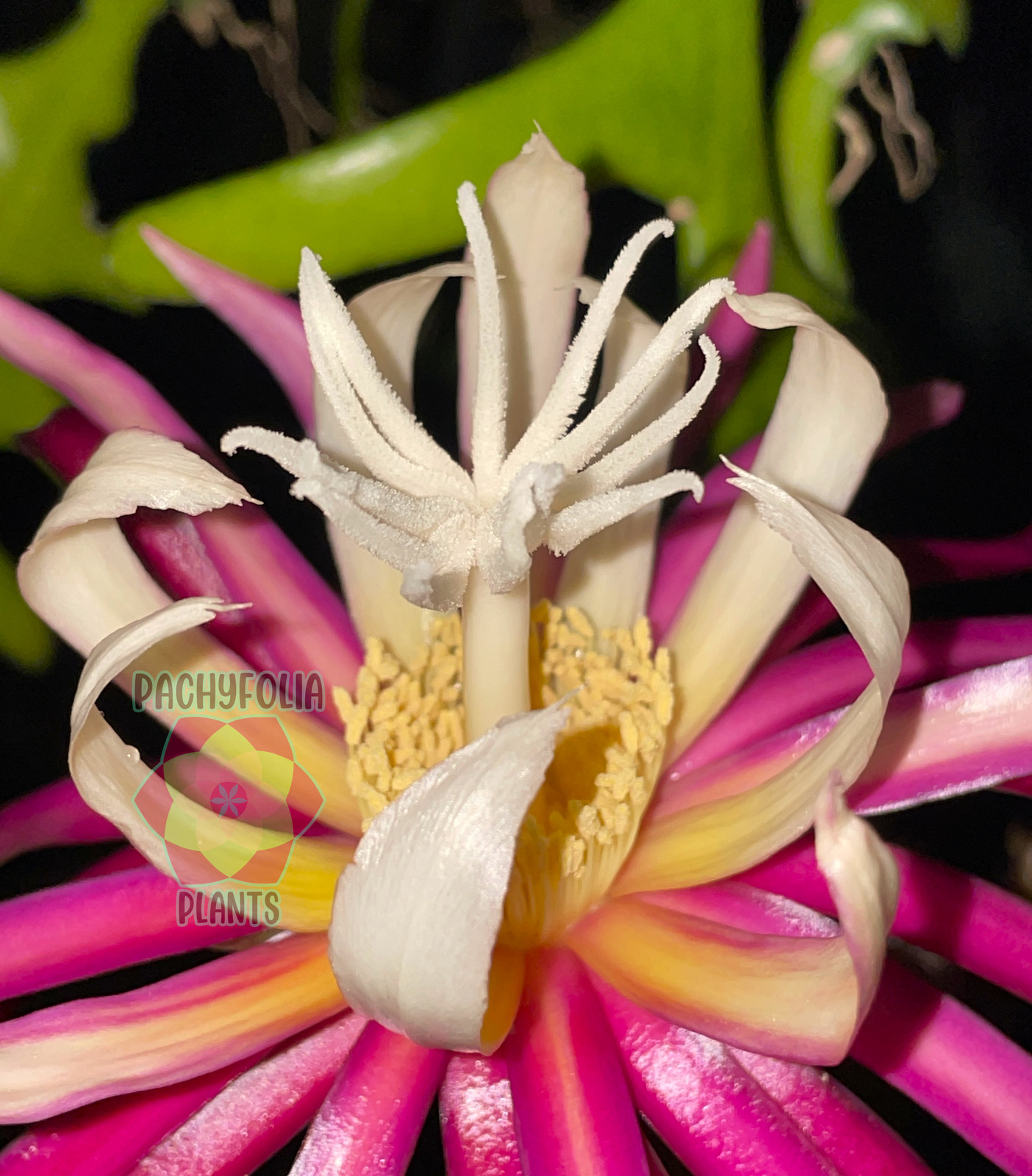 Ric-Rac Cactus – Selenicereus anthonyanus – Fully Rooted In 3″ Starter Pot