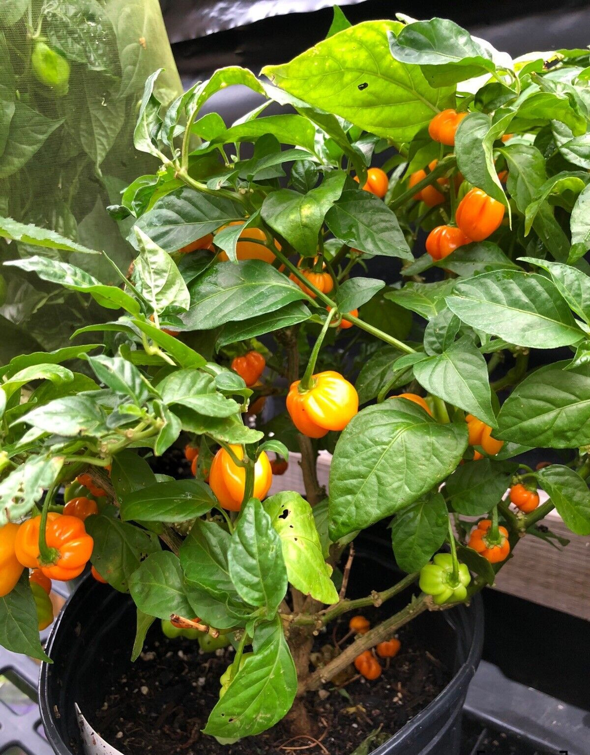 RARE✿ Heirloom Yellow Habanero Hot Pepper 15 Seeds ●Ribbed Pods ●Heavy Producers