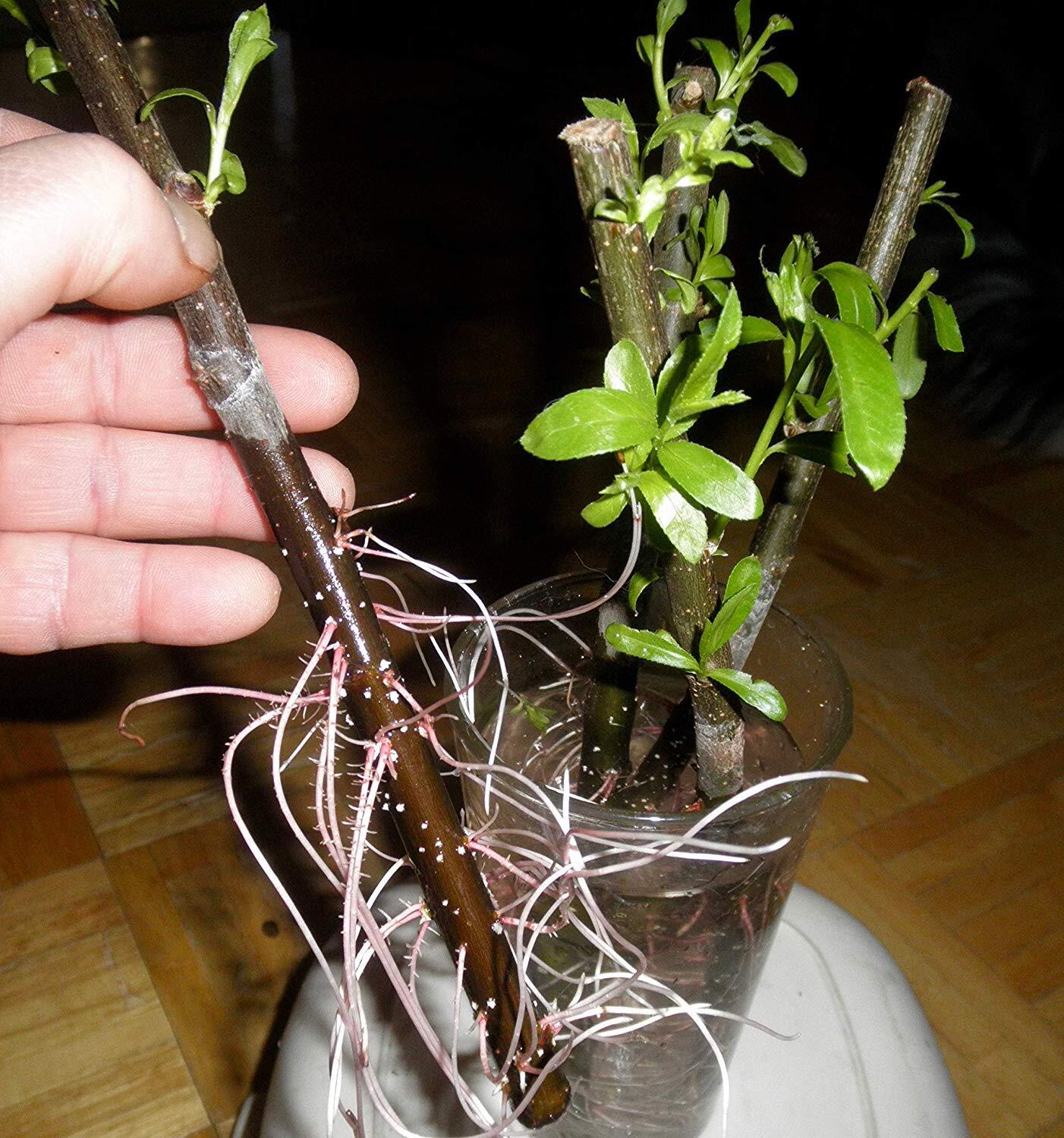 50 Thin Hybrid Willow Tree Cuttings | 1/4 inch or Smaller. 50 Thin Cuttings
