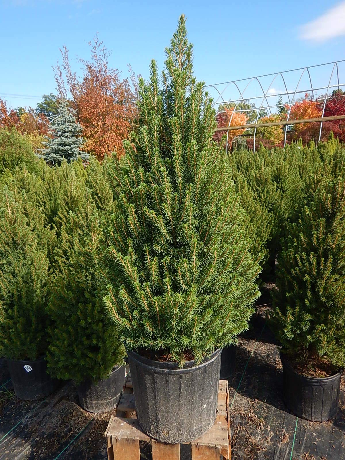 Green Promise Farms Picea Glauca Conica Dwarf Alberta Spruce Evergreen 3 – Size