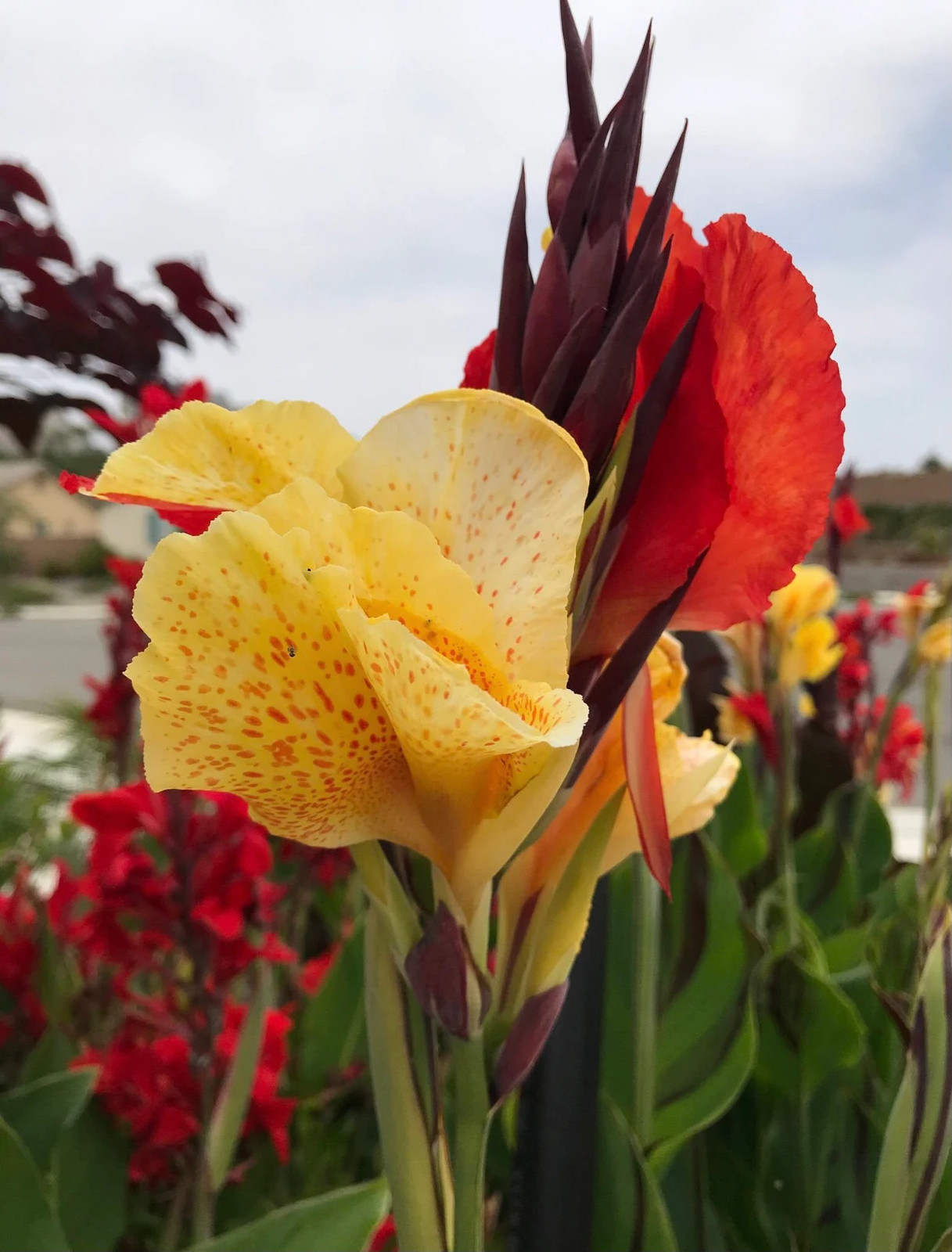Canna Lily Cleopatra Rhizomes: Variegated Foliage, Exotic Blooms – 7-Rhizomes