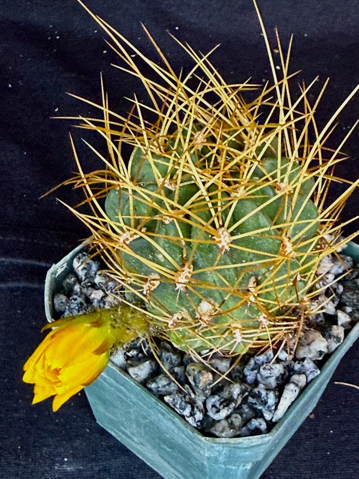 Lobivia maximiliana v.charazanensis, cactus plant