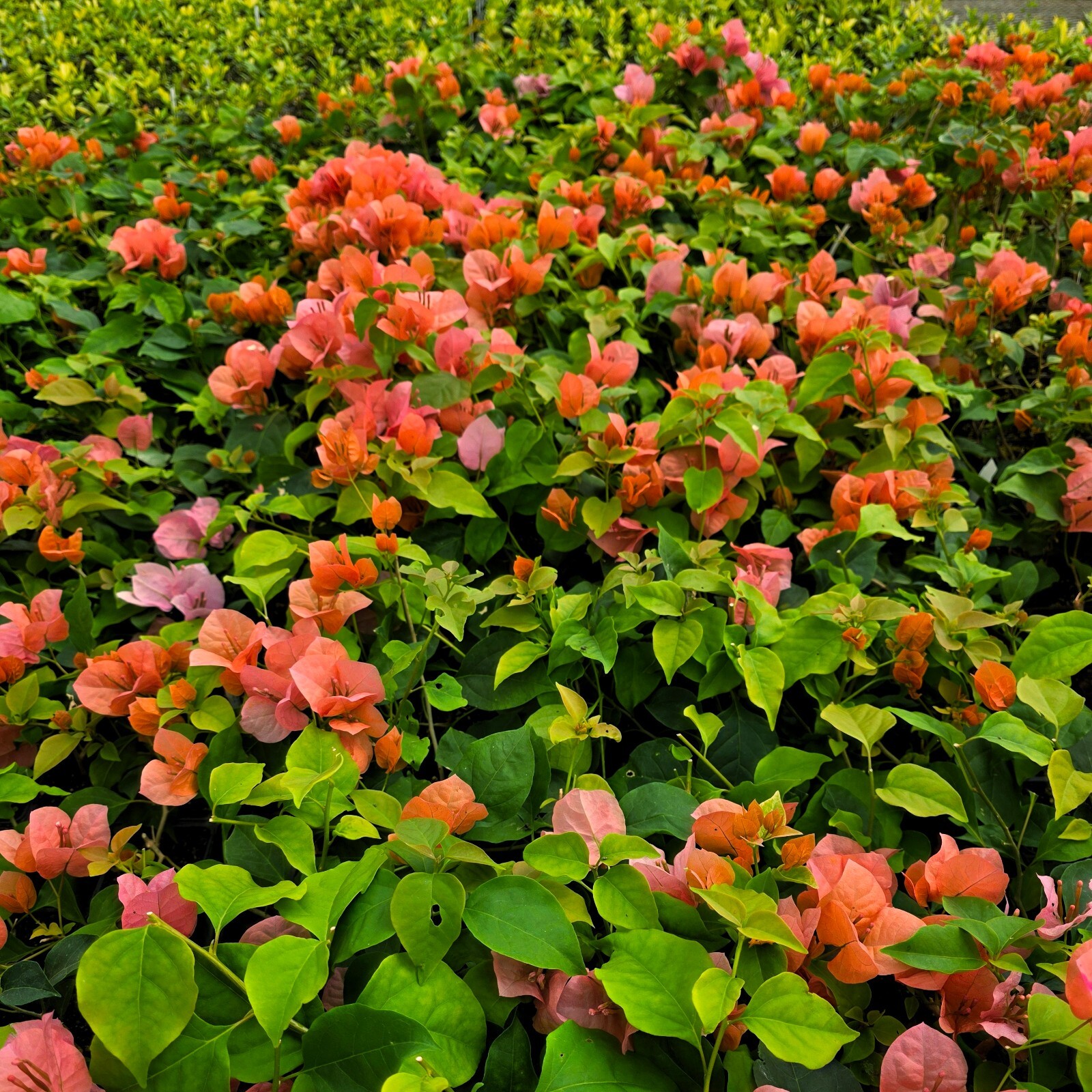 Bougainvillea “Orange King” Live Plant – Well rooted starter/plug plant 3″ pot