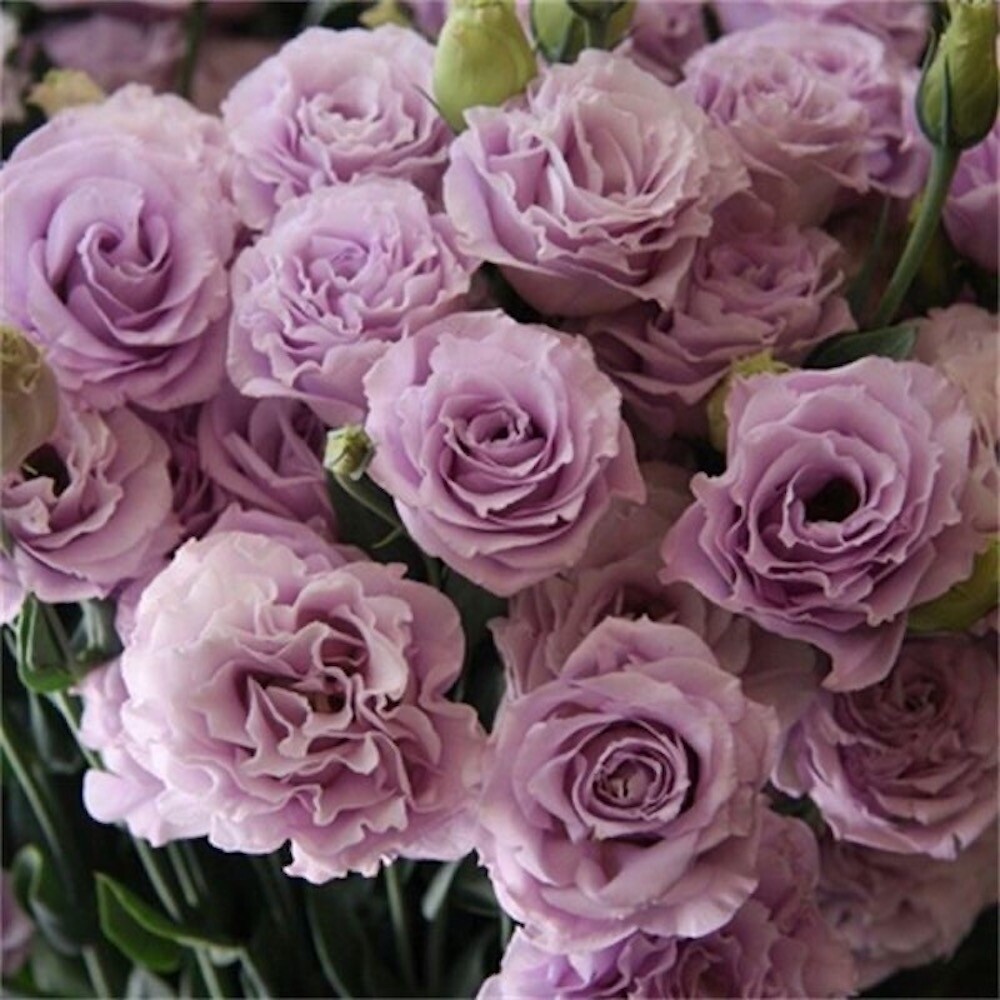 20 EXOTIC rare LISIANTHUS SEEDS for garden exotic flower plant beds USA SELLER