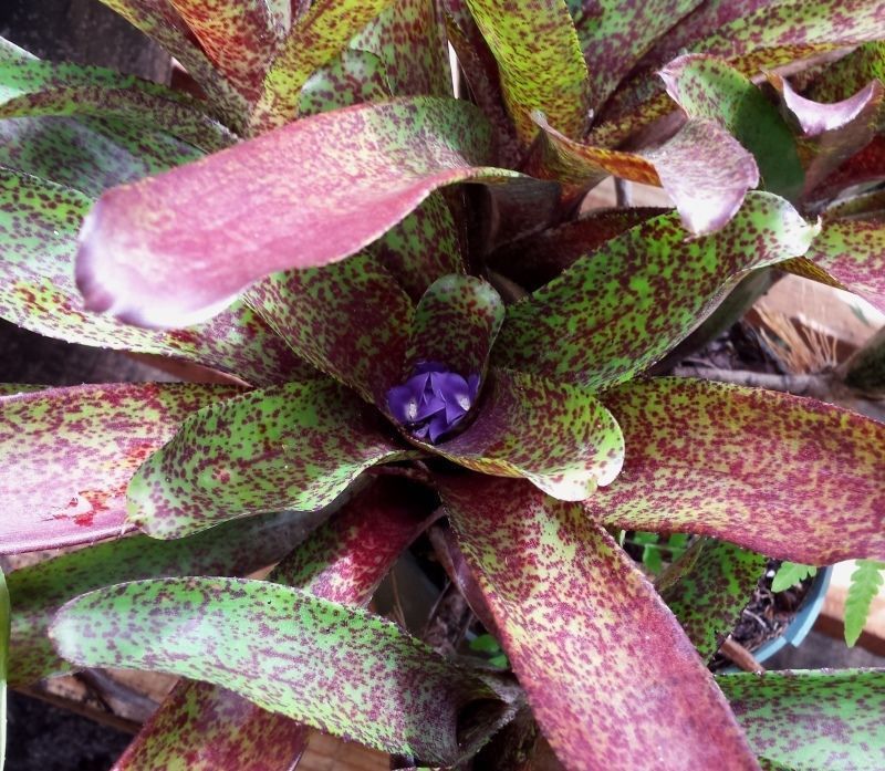 BROMELIAD Terrarium Vivarium Wholesale ULTIMATE Neoregelia 10 Pack 10 Varieties