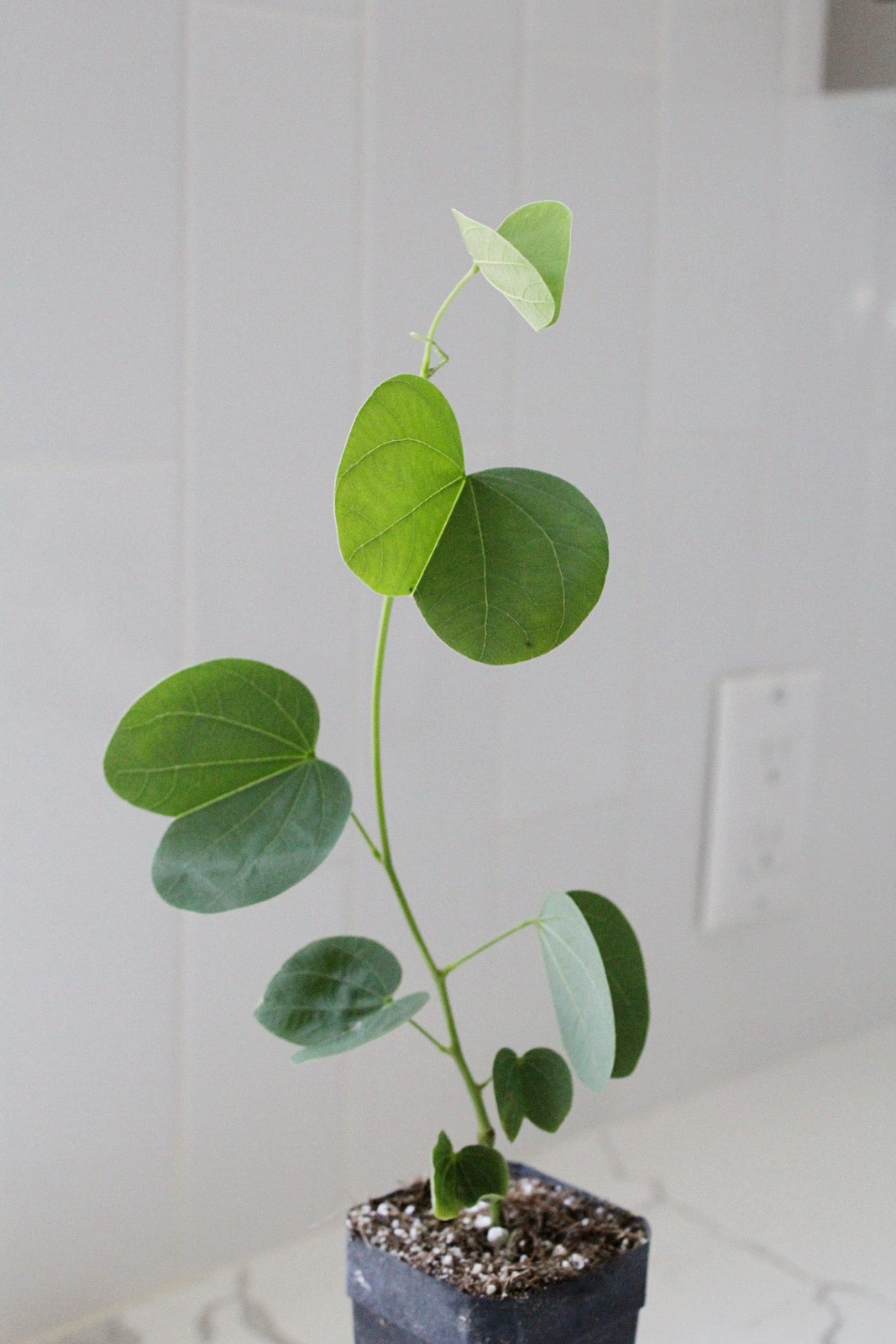 Orchid Tree – Flowering Garden Starter Tree