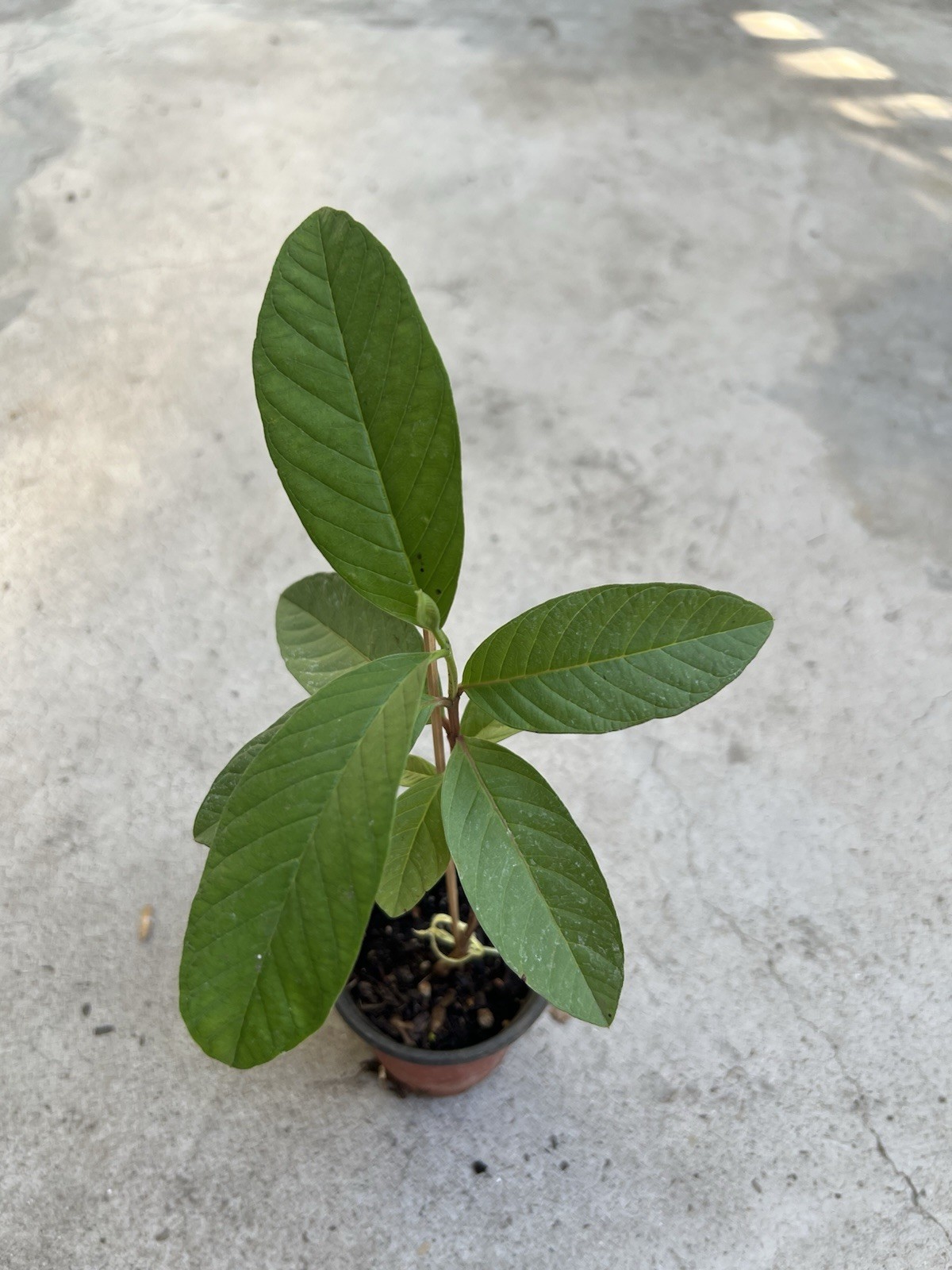 Guava Tree With Pot 10” White Tropical Live Plant Seedling Ready To Plant
