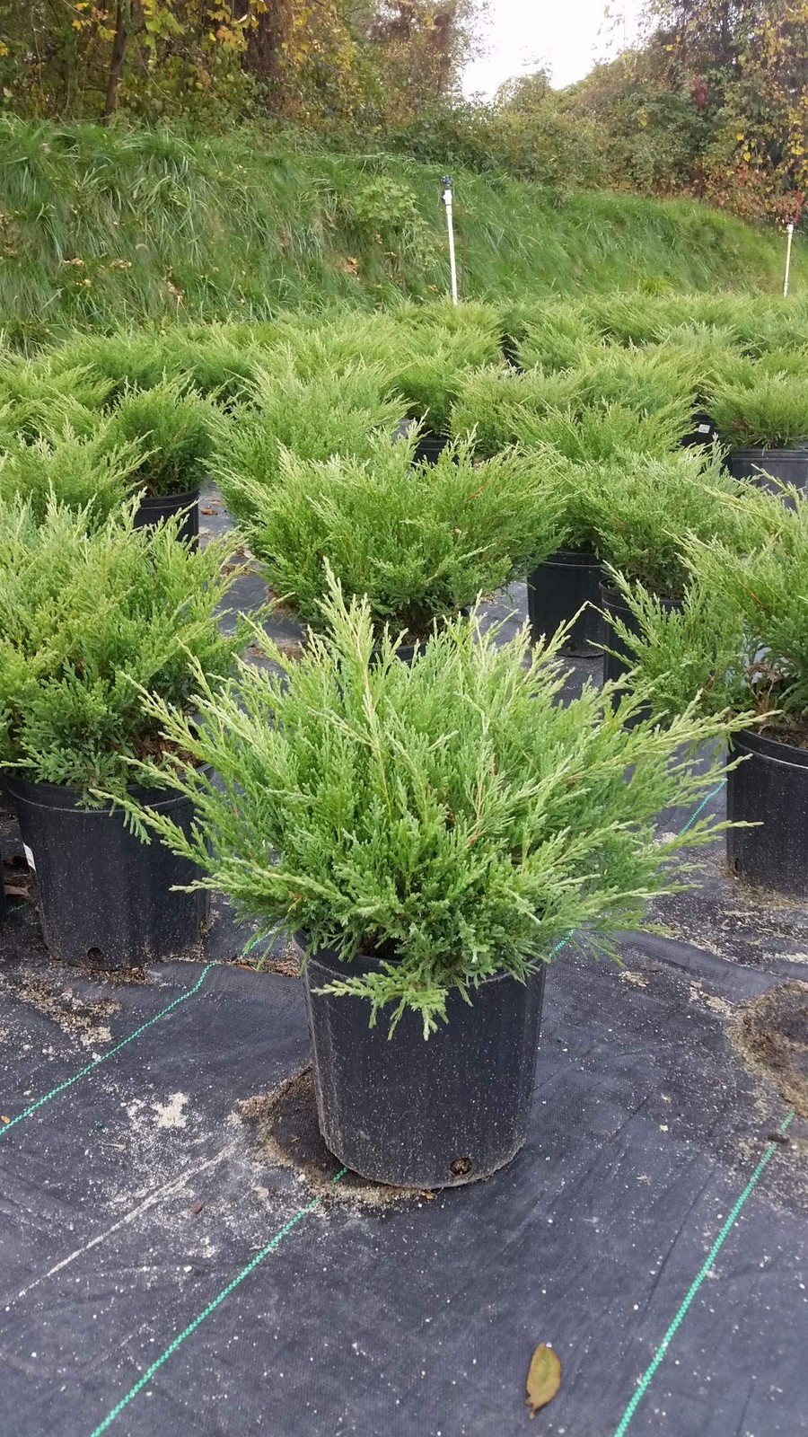 Green Promise Farms Compact Andorra Juniper Green Leafed Evergreen In 2 Gallon