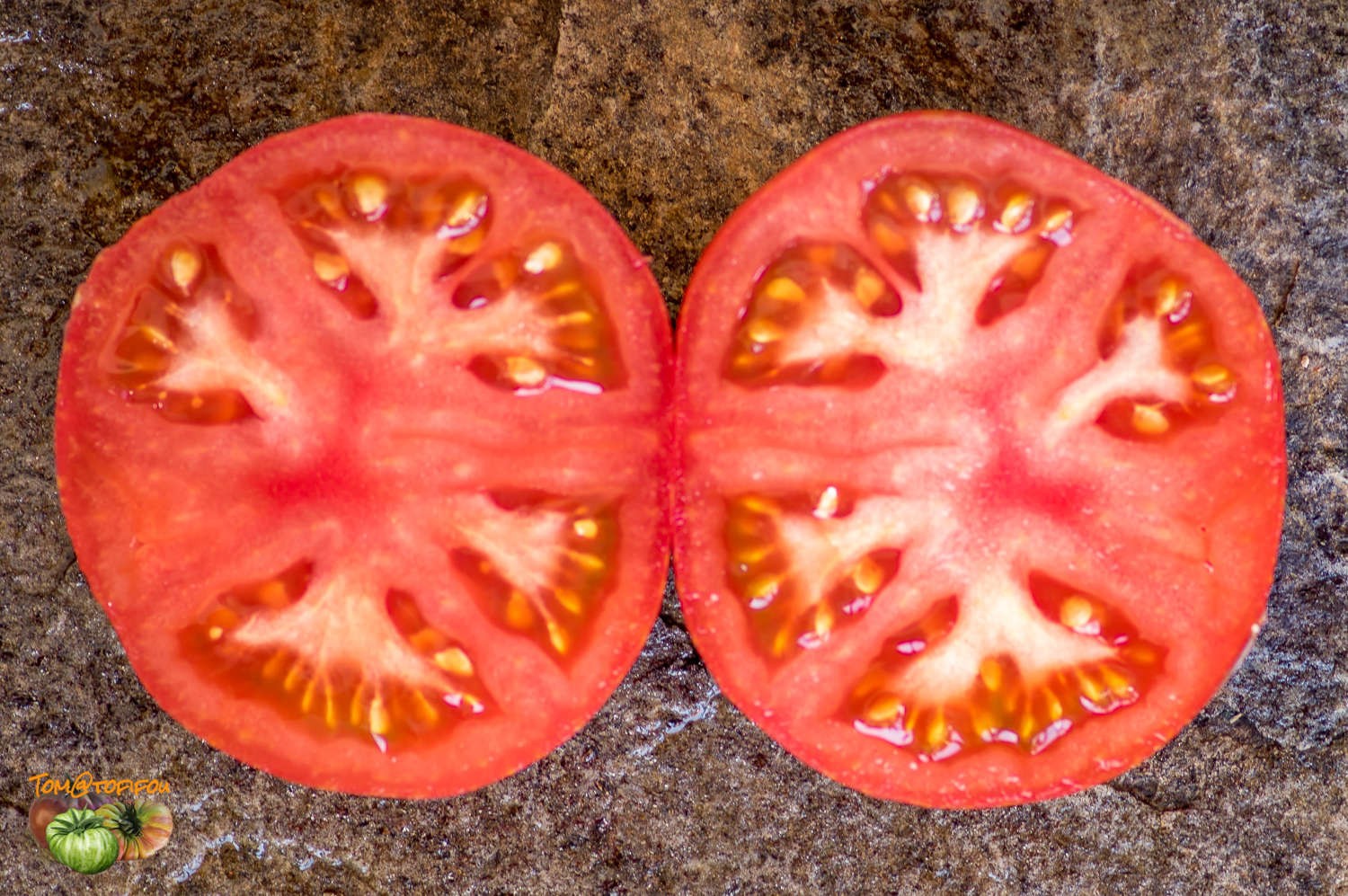 10 seeds DWARF Firebird Sweet Tomato Organic Rare Variety DTP beefsteak
