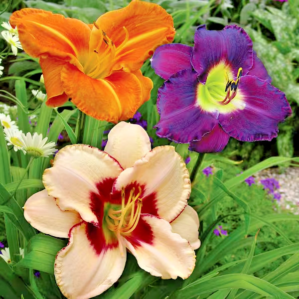 Hemerocallis Daylily ONCE UPON A TIME MIX 3 Live Flower Plant Root Reblooming