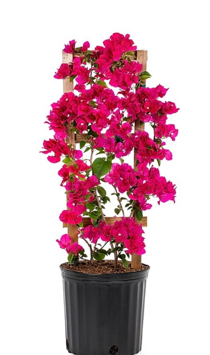 Live Plant Bougainvillea Vine Assorted Colors 6″ Pot Trellis Fast Growing NO CA
