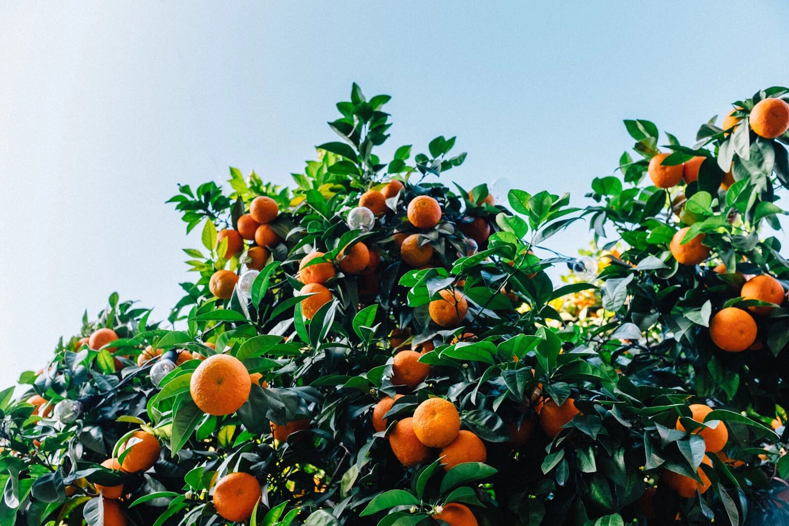 10 Mandarin Orange Seeds- Citrus reticulata Blanco