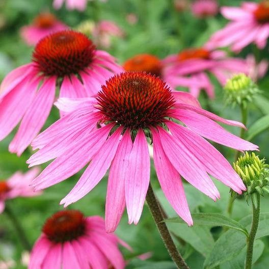 Wildflower Mix SHADE with Perennials 16 Species Pollinators Non-GMO 500+ Seeds