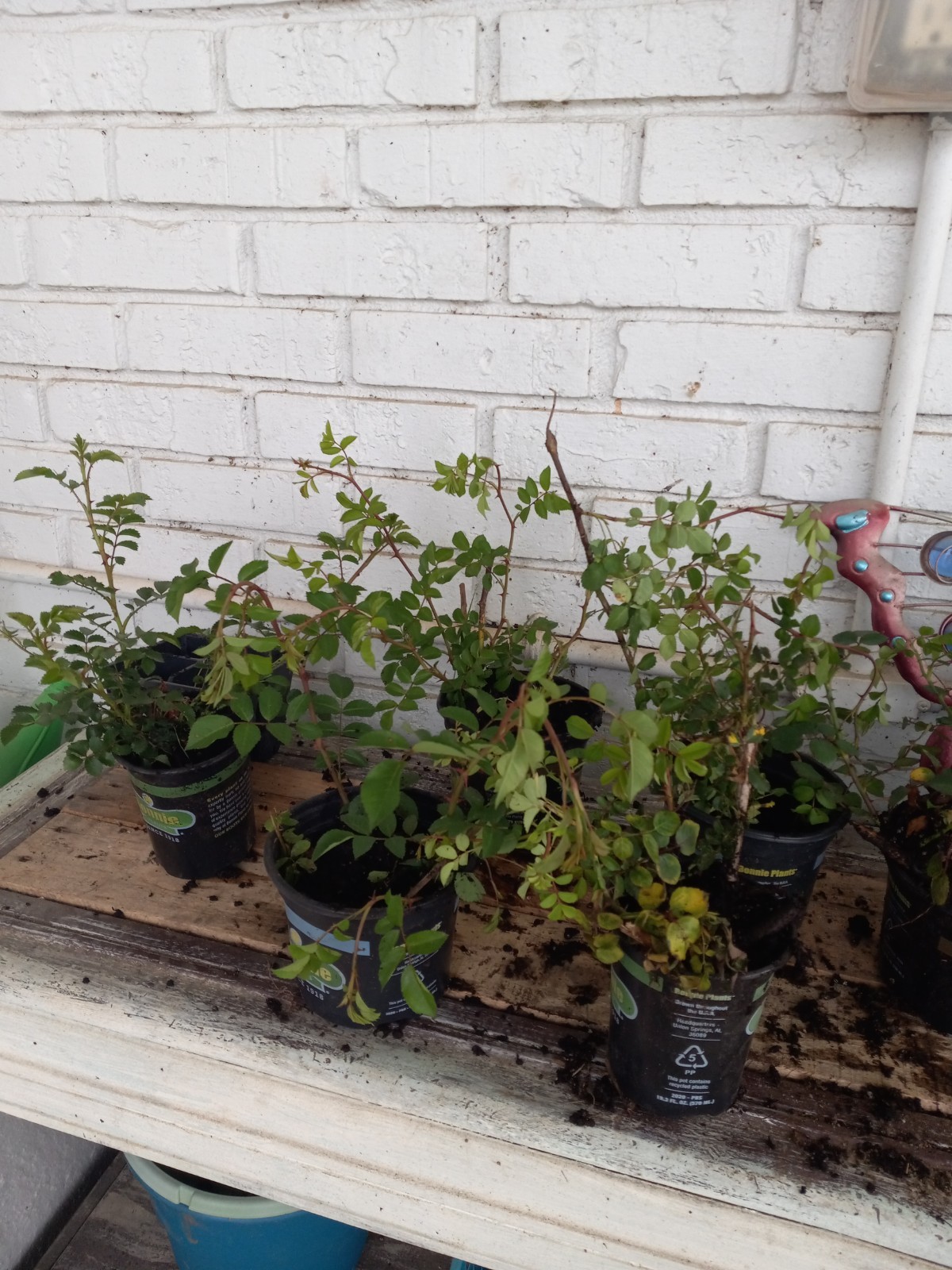 White Climbing Rose – Live Plant