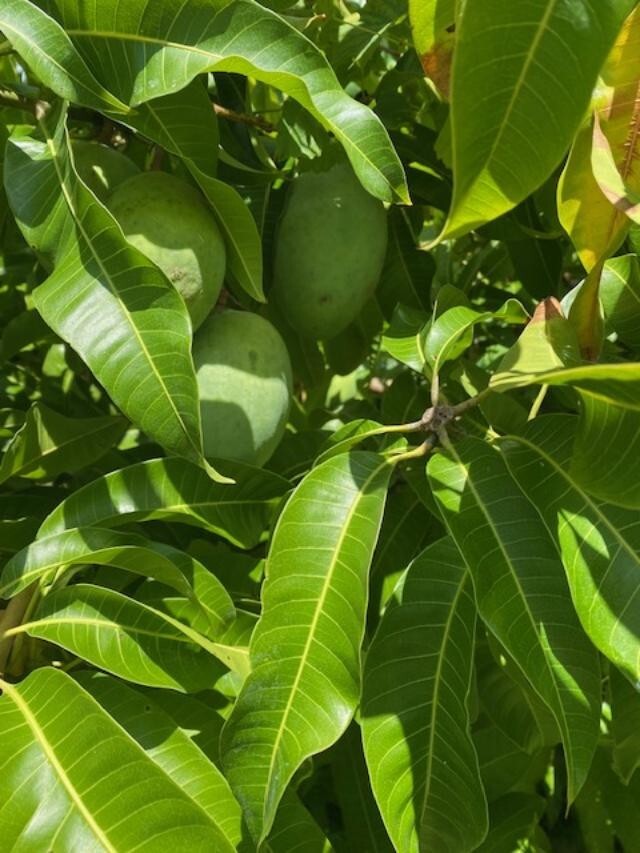 14 MO CARRIE MANGO TREE GRAFTED (MANGIFERA INDICA)