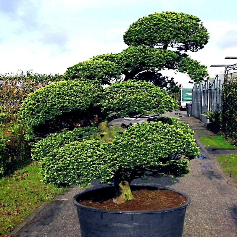 10 Japanese “Spreading” Yew (Taxus cuspidata) Tree Seeds, Bonsai or Landscaping