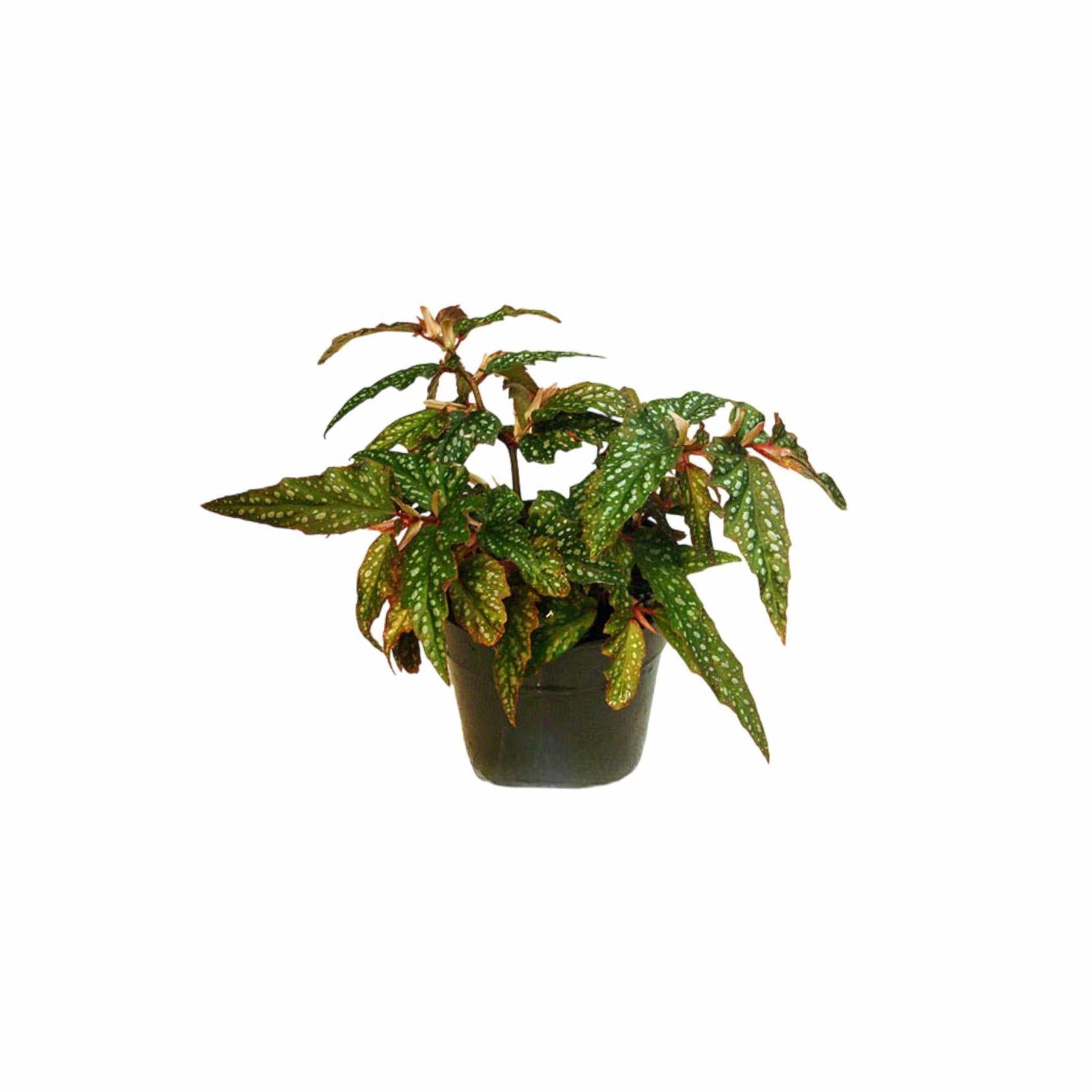 Angel Wing Begonia Medora Live House Plants BUY 2 GET 1 FREE