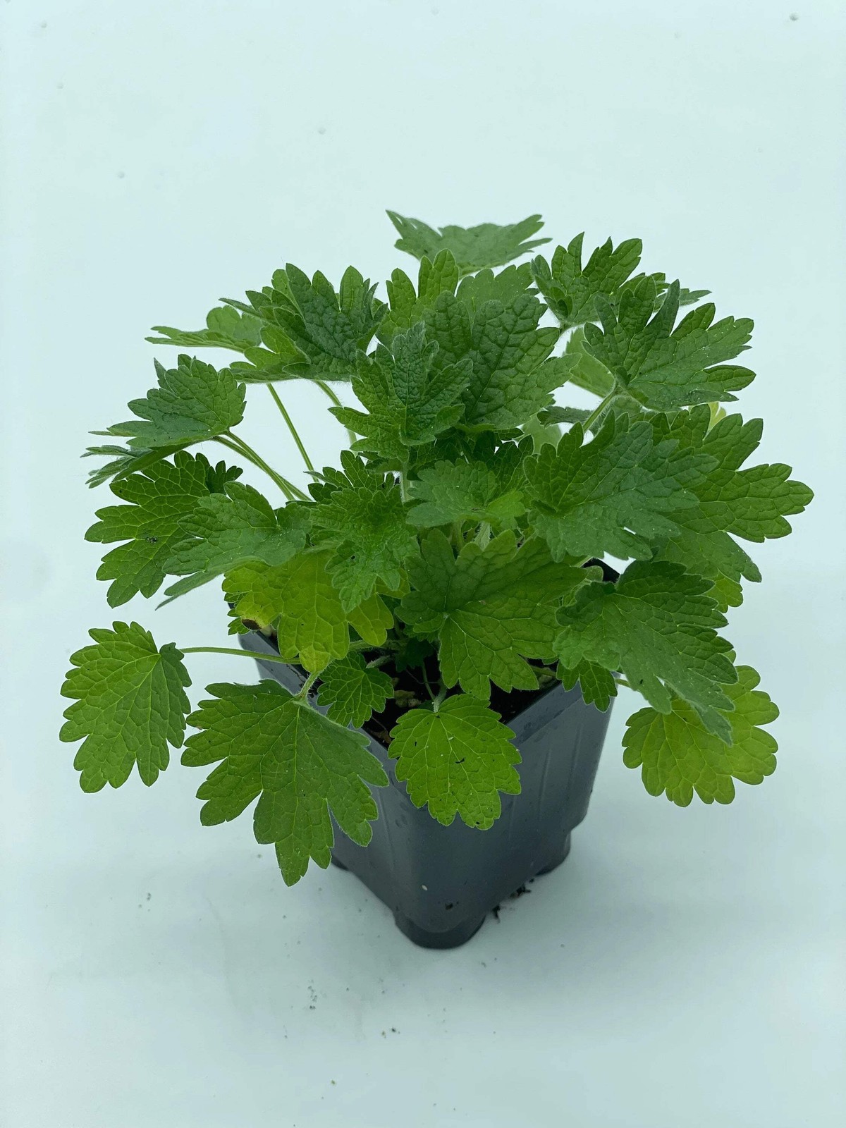 Common Motherwort Starter Plant Leonurus Cardiaca Cool Season Grower In Florida
