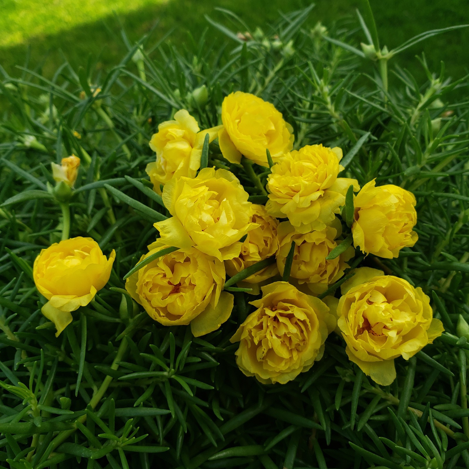 Moss Rose ( Portulaca Grandiflora ) , Neon Yellow , 10 unrooted Cutting #10
