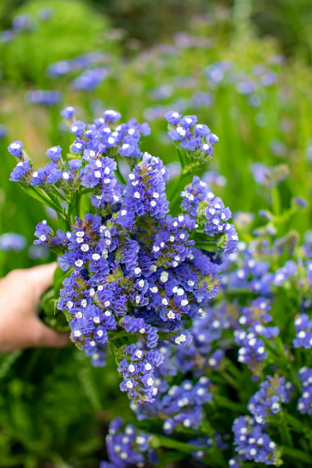 60 seeds STATICE BLUE Limonium Sinuatum Blue River