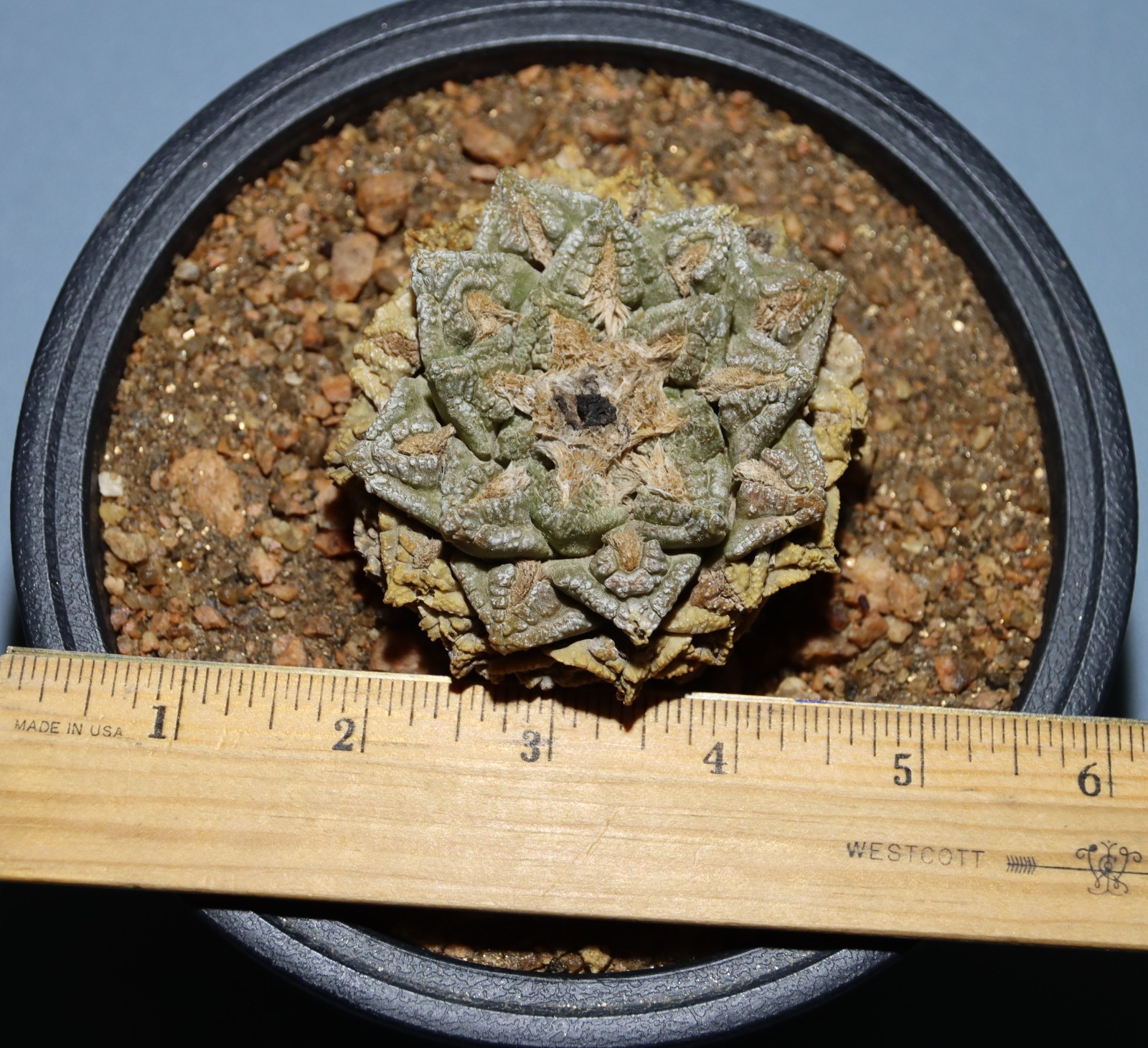 CACTUS ARIO-FISSUS SHOWN IN 6″ POT