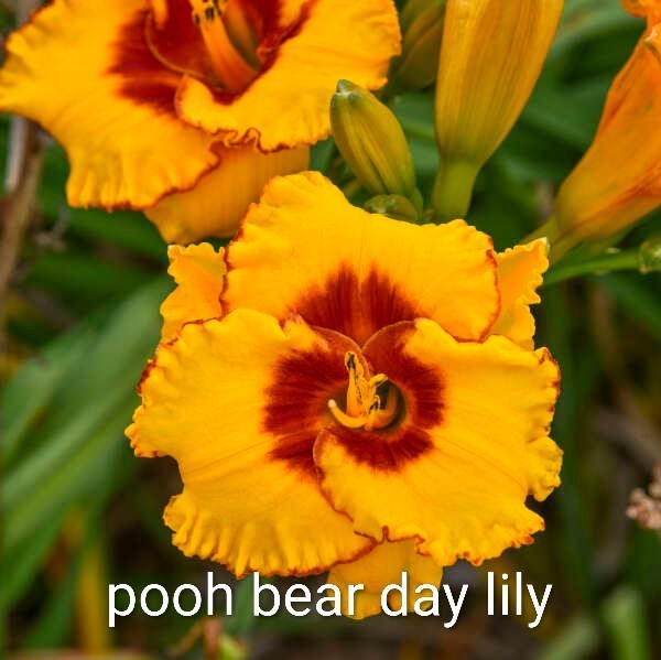 Assorted Daylilies, Many Different Colors, perennials return every year (1 Root)
