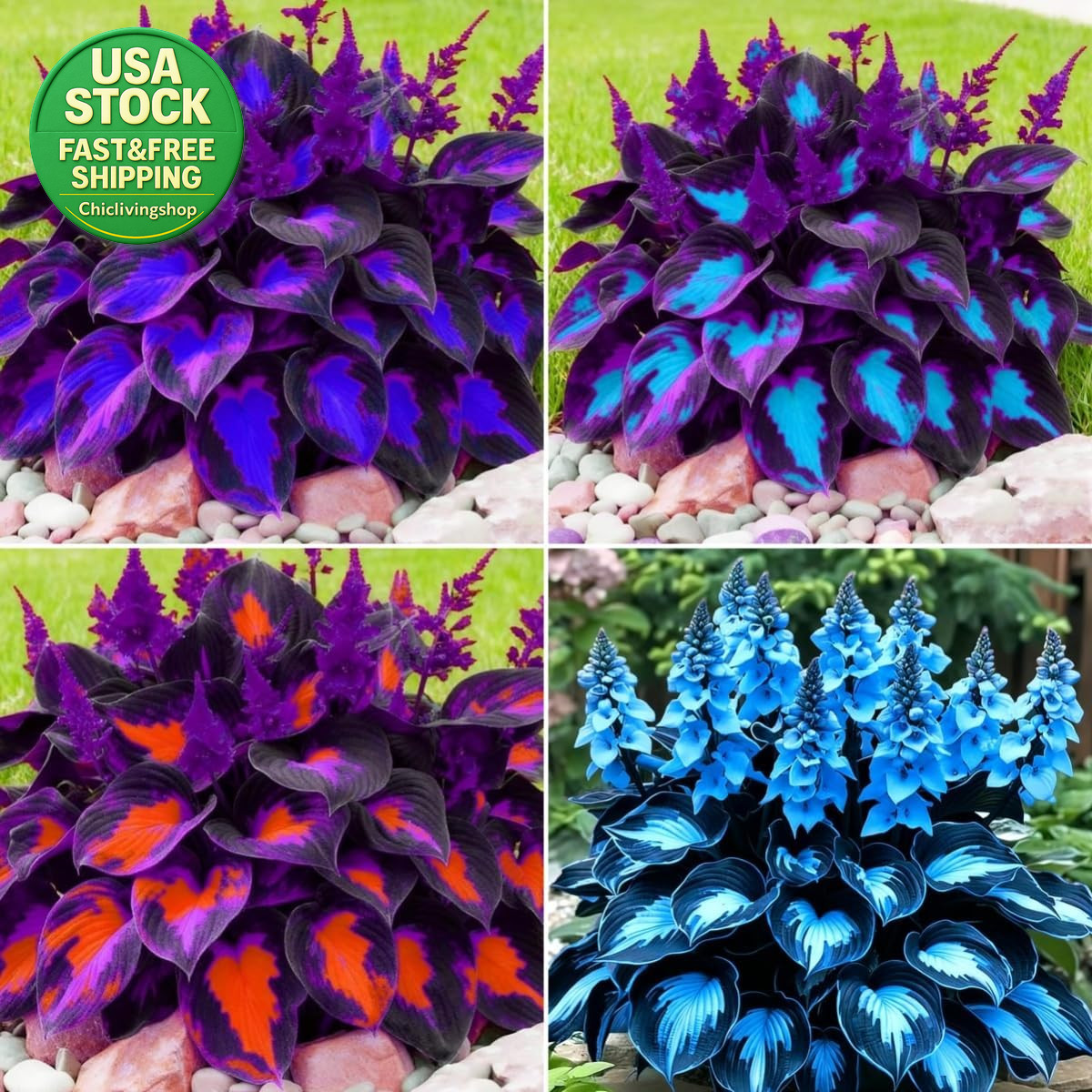 Hosta Seeds 99 Pieces Perennial Shade Garden Plants Low Maintenance Indoor