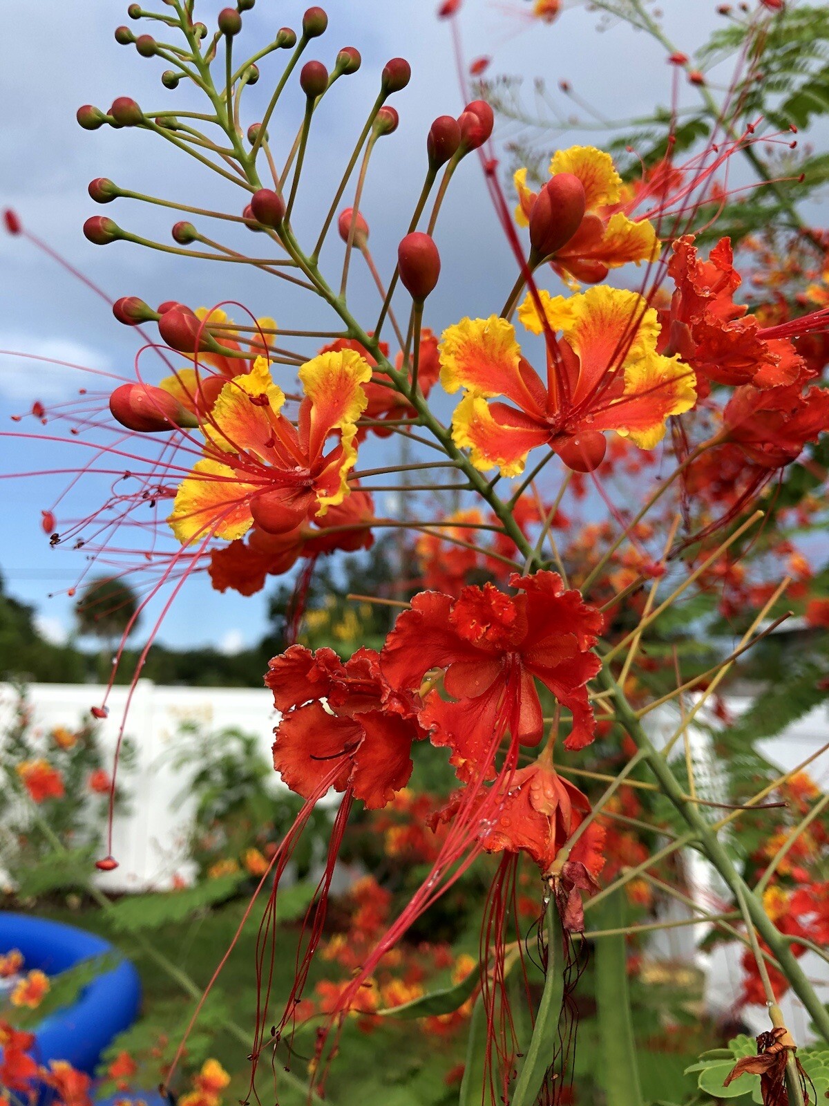 30 seeds Caesalpinia Pulcherrima PRIDE OF BARBADOS Dwarf Poinciana