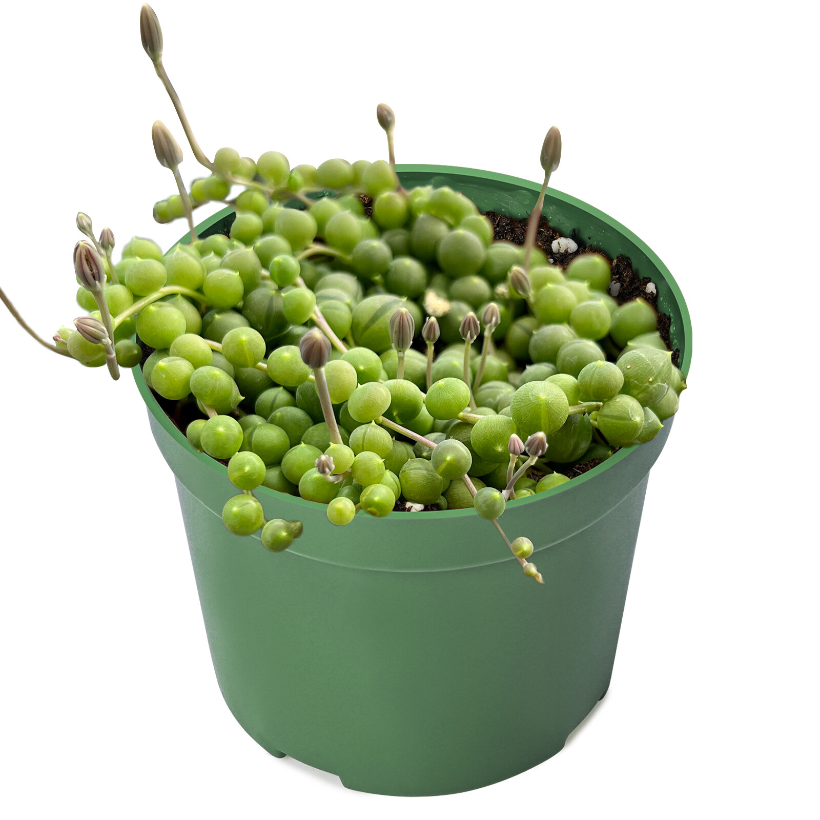 Live Fresh String of Pearls (Senecio Rowleyanus), Fully Rooted in 4” Planter