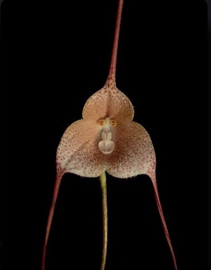 Dracula psittacina Red-Orange Ivory Yellow Bloom Size Orchid Species 1.5” Pot