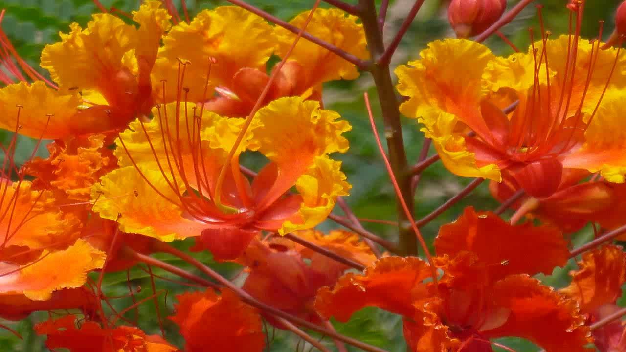 12 RED BIRD OF PARADISE Caesalpinia Pulcherrima Barbados Flower Seeds (27)