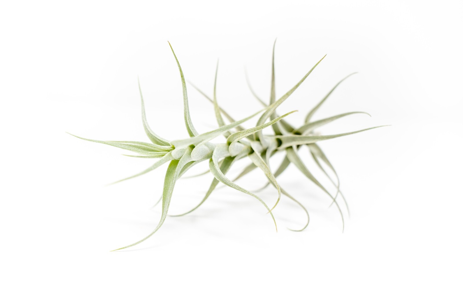 Tillandsia Albida ‘Minor’ Air Plant – Easy Care Indoor Outdoor Home Decor
