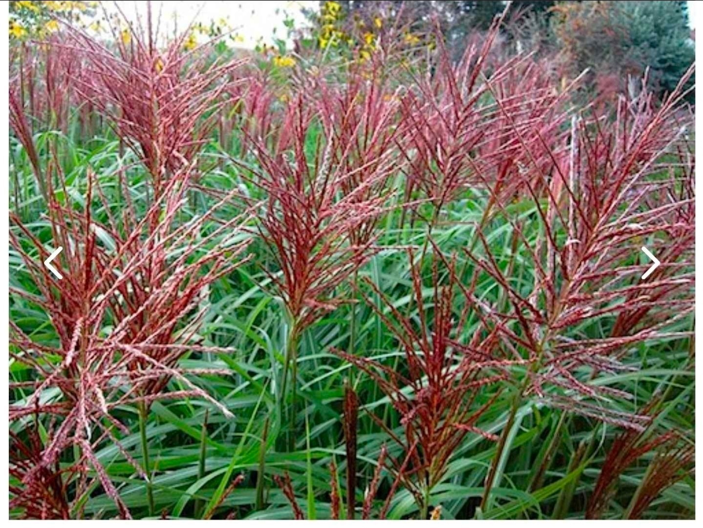 Miscanthus LIVE ‘Morning Light’ Maiden Ornamental Grass Perennial HEALTHY 1G POT