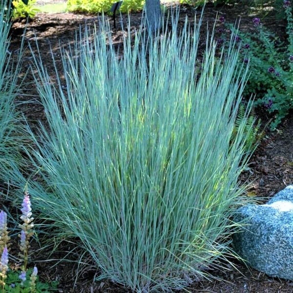 Little Bluestem ‘Prairie Blues’- Schizachyrium s. – Live Starter Plants- FREE SH