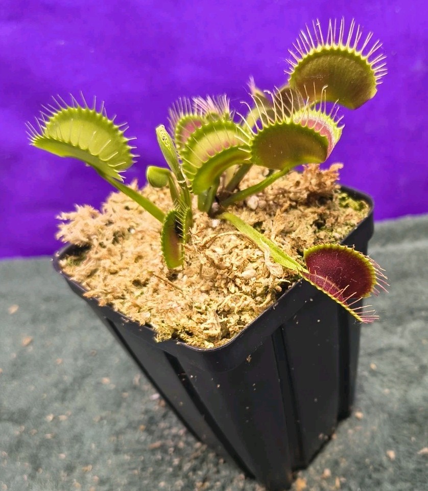 Venus Flytrap SEED- GROWN Large Dark Red Traps Carnivorous Plant