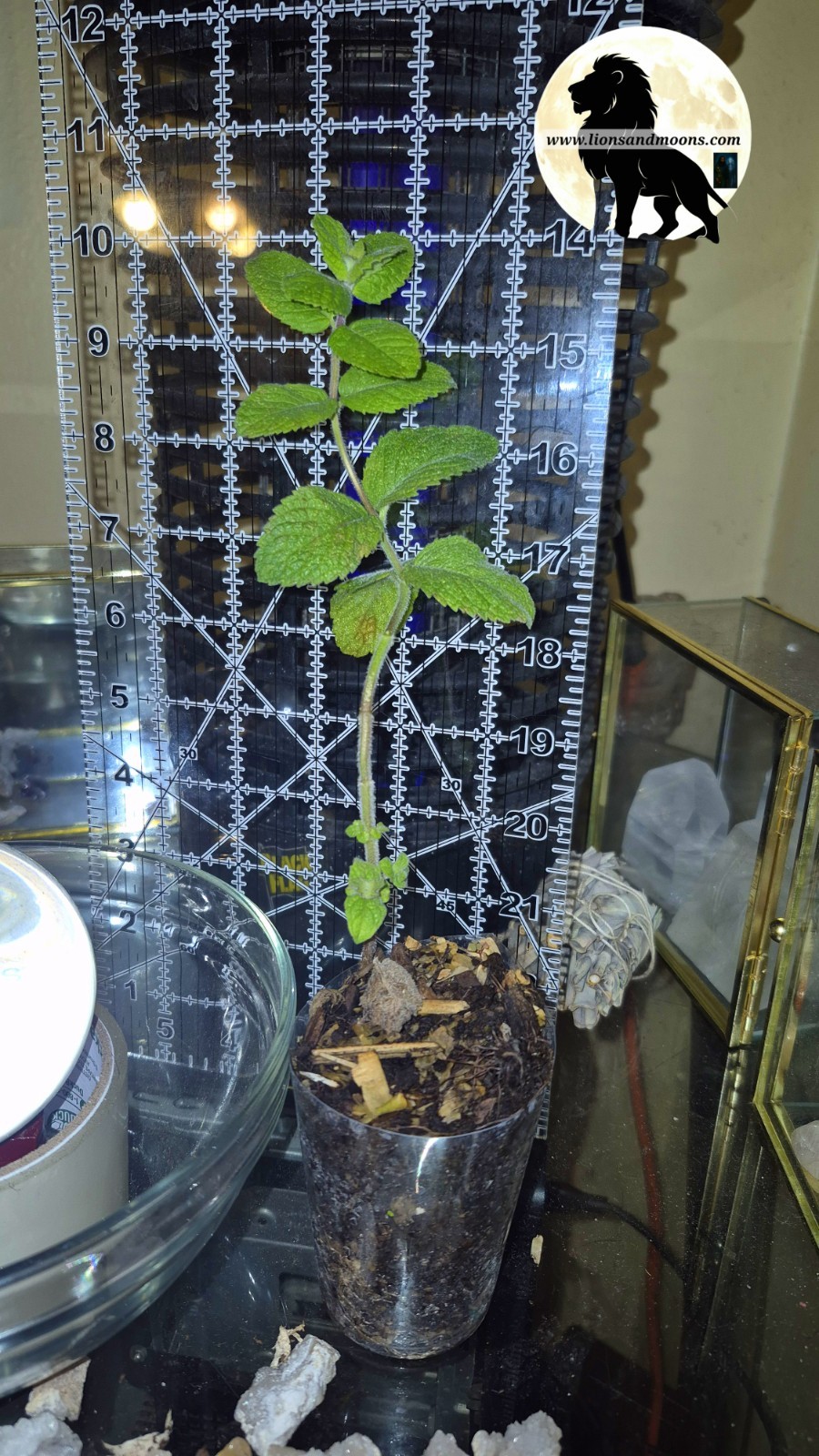 Apple Mint Live Plant 10 Inch Starter Plant Mentha Suaveolens Lionsandmoons