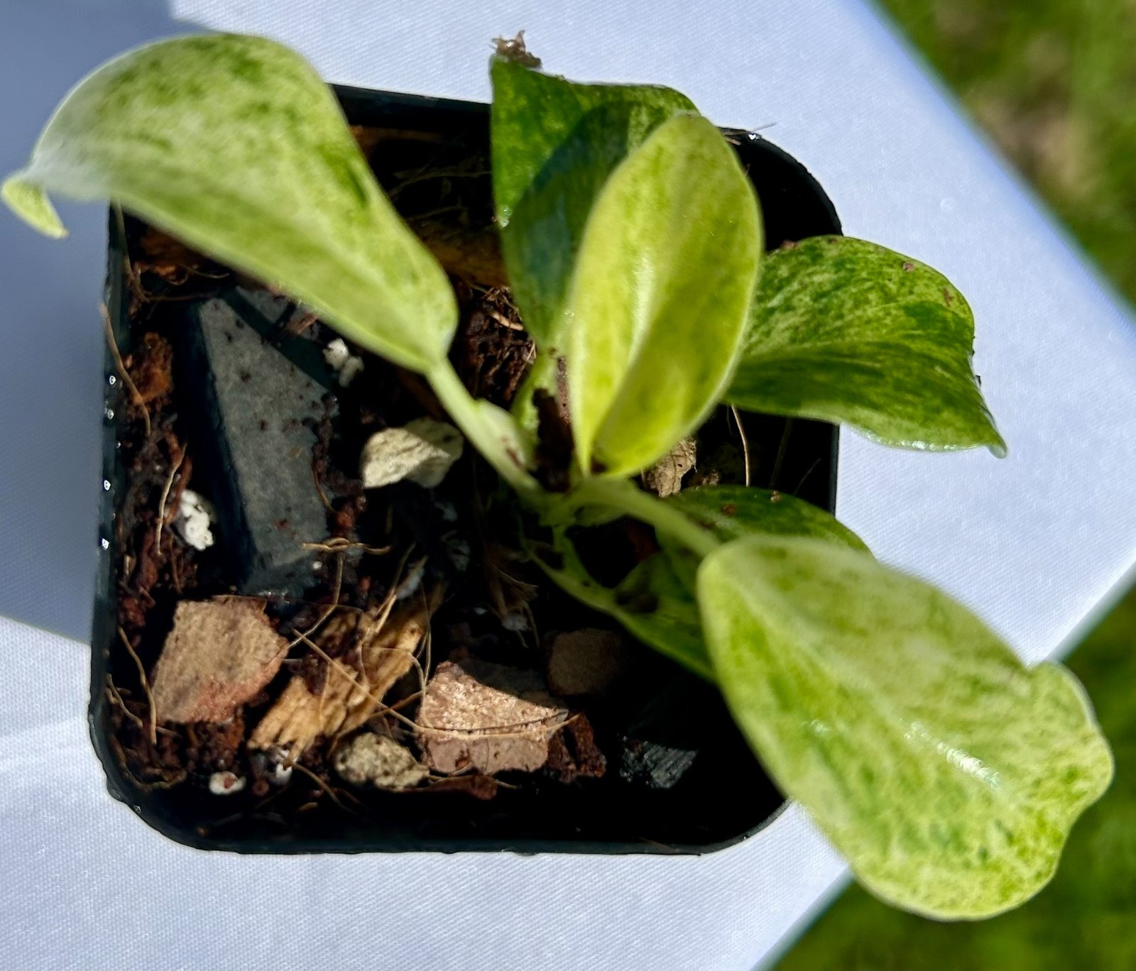 Philodendron Giganteum Variegated