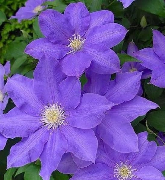 1 H.F Young Clematis Vine Live Starter Plant RootsOnly Huge Wedgewood Blue Bloom