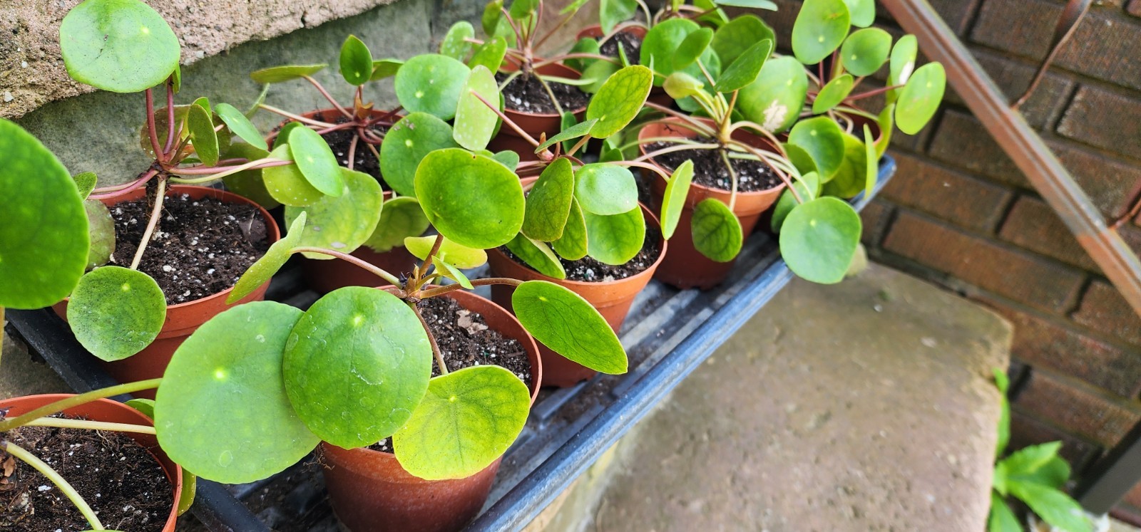 Pilea Peperomioides UFO Plant Chinese Money Houseplant Peperomia Pancake