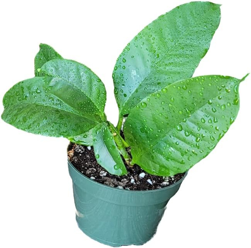 Hoya Shooting Star – Hoya Multiflora – Hoya Plants Live Houseplants – Stunning S