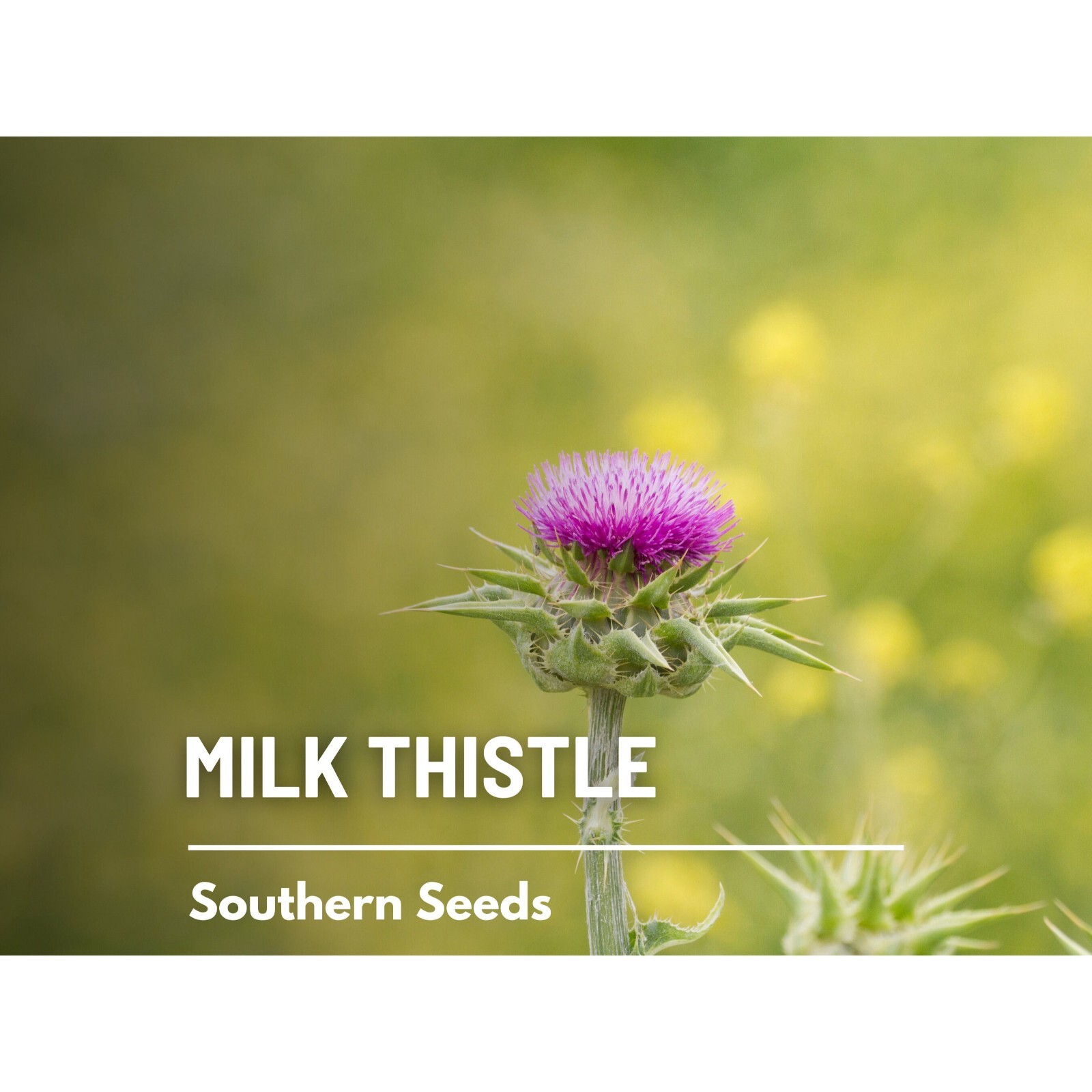 Milk Thistle (Blessed Thistle) – 20 Seeds – Heirloom Medicinal & Culinary Herb,