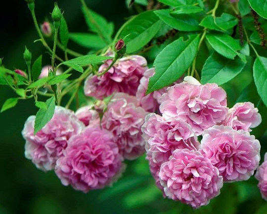 MATURE LIVE PLANT HEIRLOOM 7 SISTERS PINK ROSE BUSH BABY RAMBLER MULTIFLORA