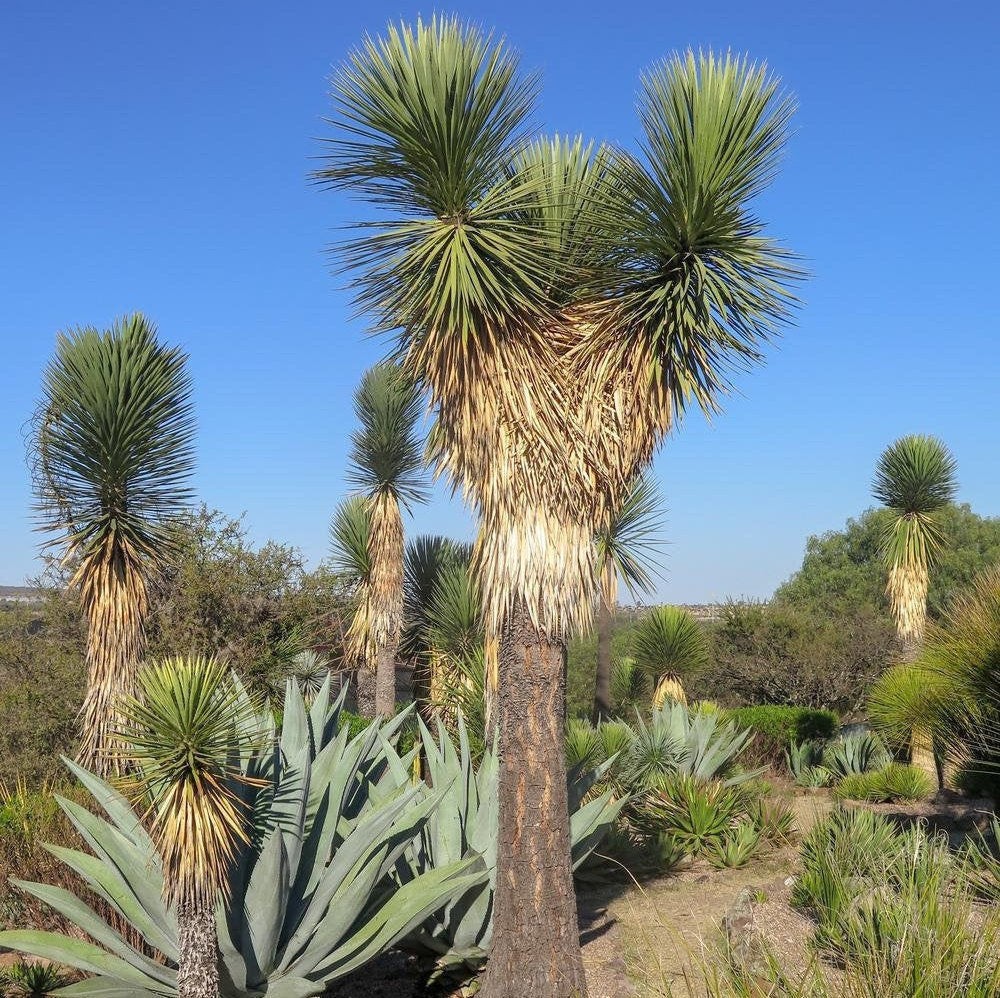 Yucca Filifera aka Mexican Tree 5 Seeds. Free Shipping!