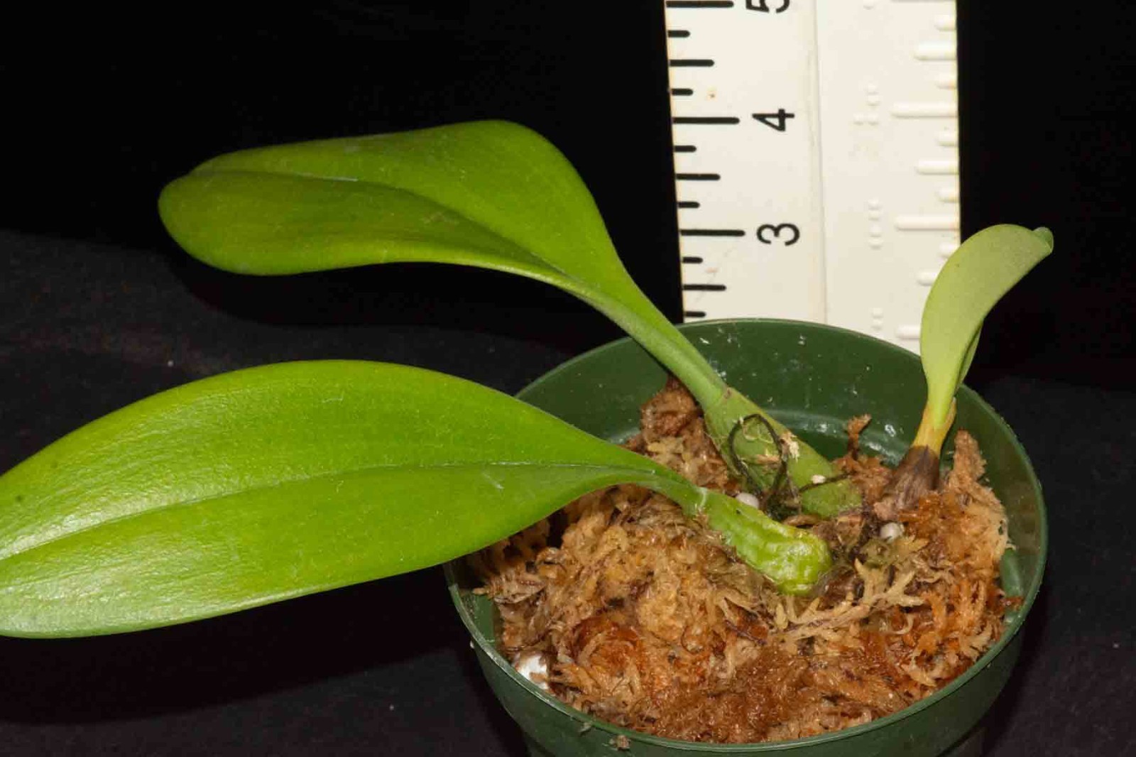 Bulbophyllum Khoon Meng (fascinator x echinolabium)