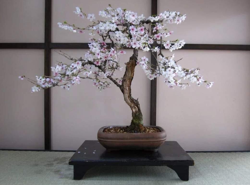 Bonsai Black Cherry Tree Seeds – 20 Seeds – Grow a Fruit Bearing Bonsai Tree