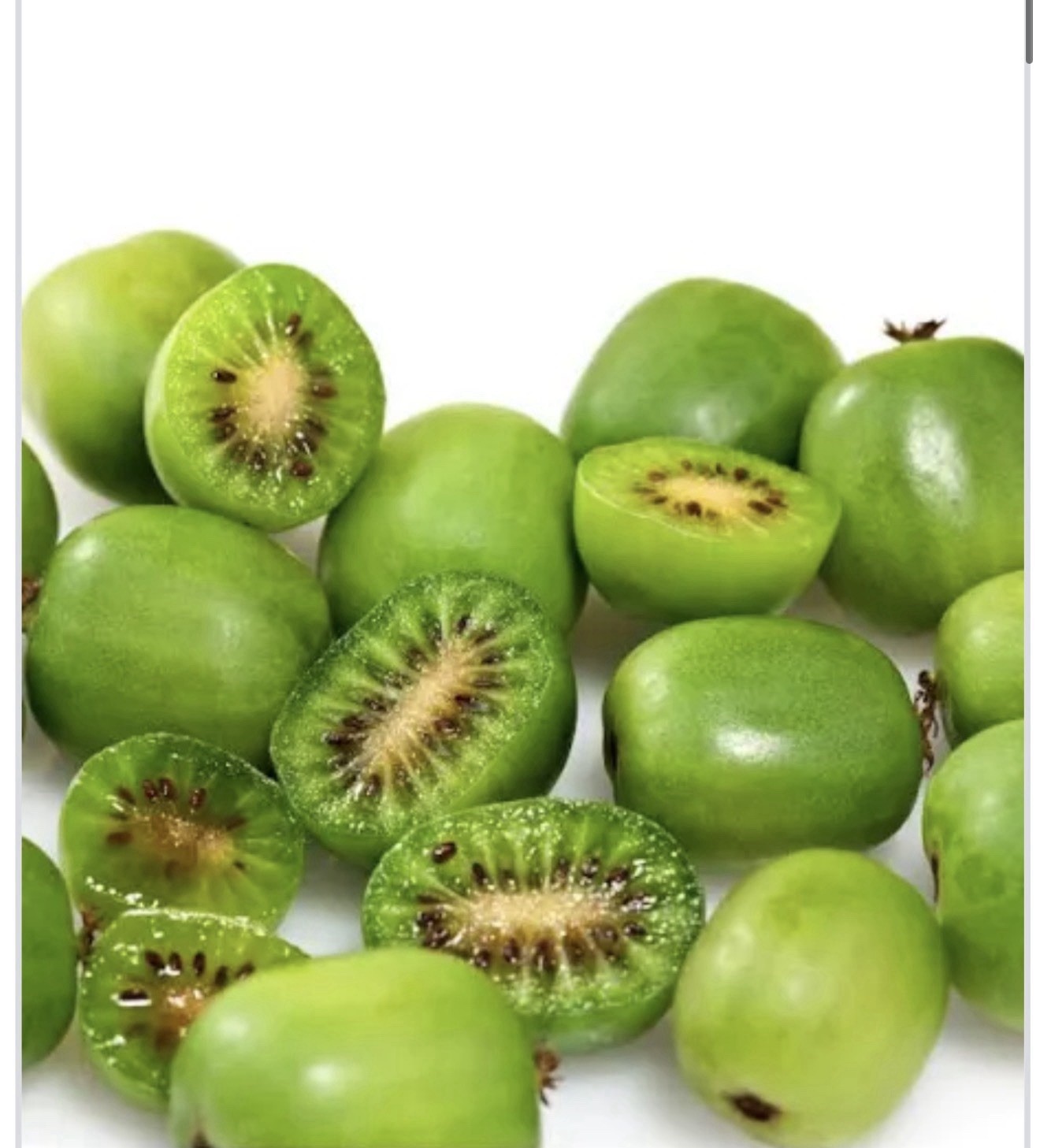 Issai Self Fertile Kiwi Vine Live Starter Plant – Actinidia chinensis