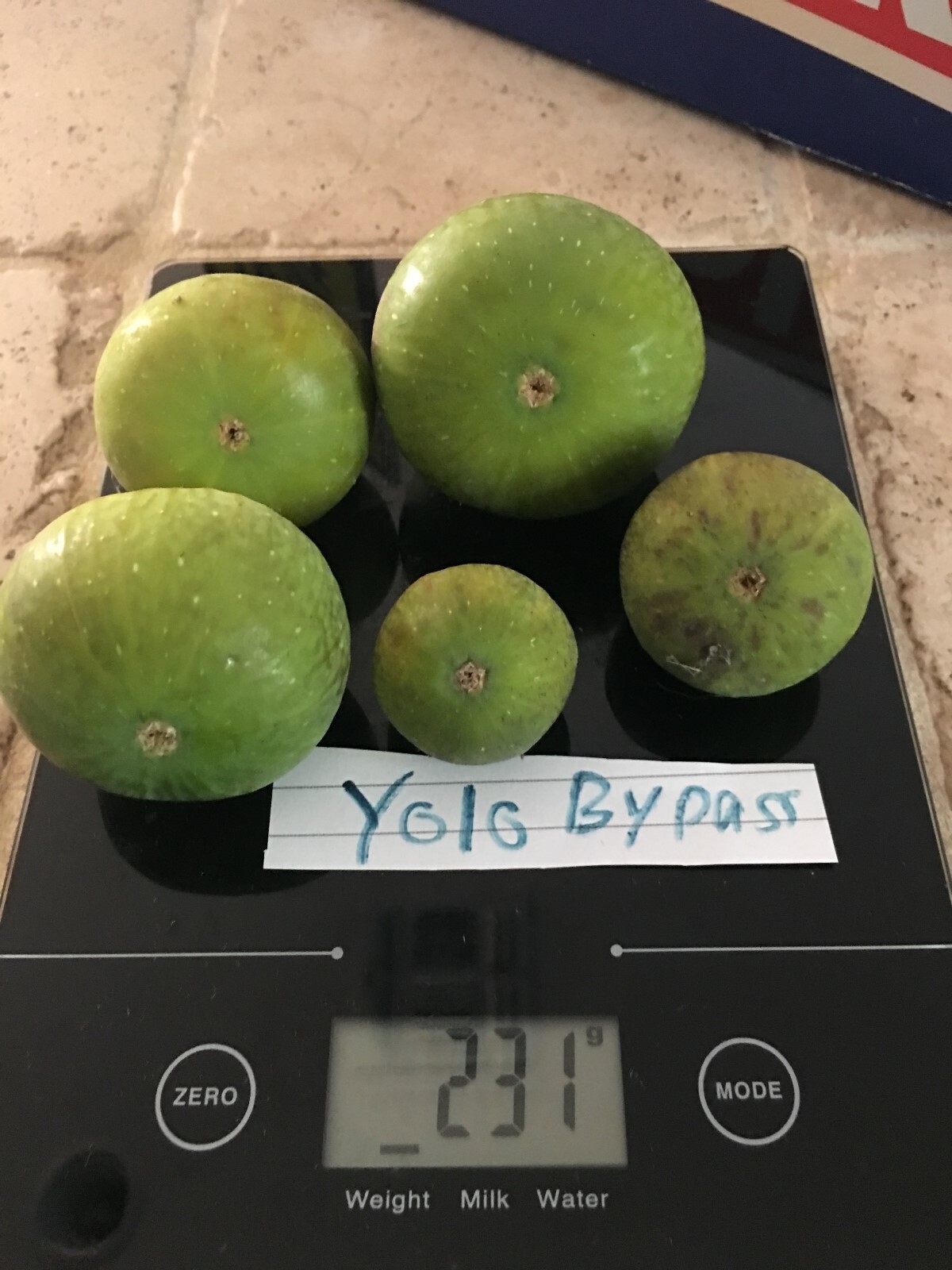 Yolo Bypass Fig (TP-FG-0004) (Two cuttings)