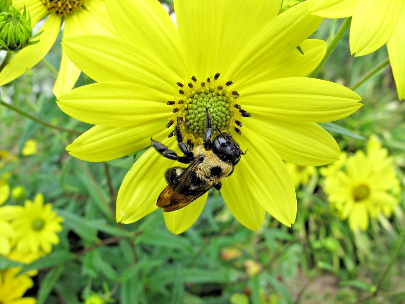 101+SWAMP SUNFLOWER Seeds Perennial Native Wildflower Poor Soils Heat Cold Easy